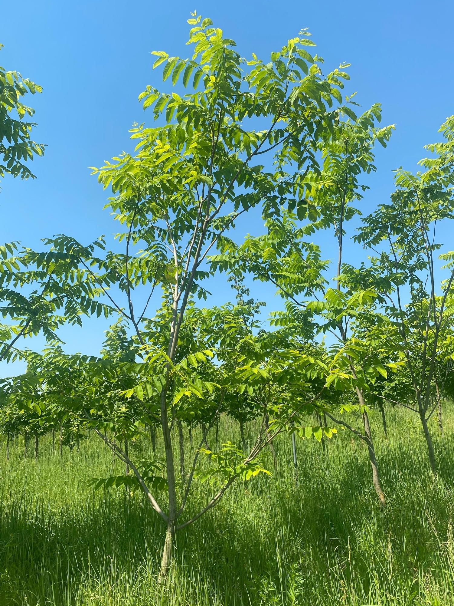 Орех маньчжурский Juglans mandshurica купить в Москве по цене от ...